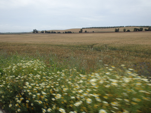 Cycling through roadside Daisies and a Wheat Field.